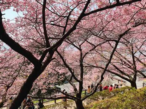 種櫻花|日本櫻花種類圖鑑！吉野櫻等10種櫻花品種特徵＆賞櫻景點介紹